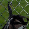 image:imageFranklin Sports Pickleball Bags  Sling Bag Backpack for Gear  Equipment  Men  Women  Holds Paddles Balls  AccessoriesCharcoal